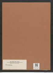 Synedra sp. (de-Toni-Nr.: Genus 66) Zeichnungen Sammlung Grunow Mappe 02857 (Herbarium_W_Grunow_drawings_Folder_02857)